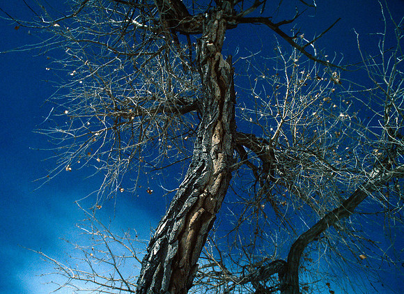 Trees of White Sands 1998