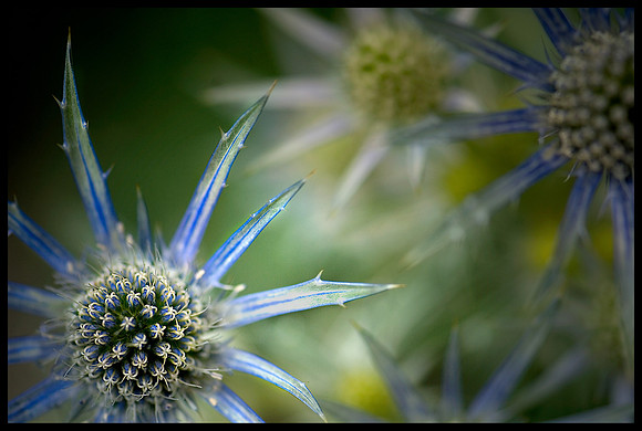 NY Botanical Gardens, 2007